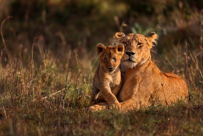 Los Leones Mantienen Una Sociedad Matriarcal Y Dividen Sus Tareas De Manera Comunitaria Foto Shutterstock