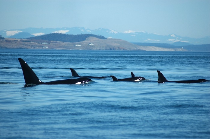 Las Orcas También Mantienen Fuertes Lazos Sociales Y Familiares Foto Shutterstock