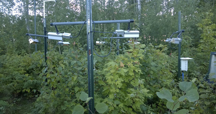 Experimento sobre el metabolismo de las plantas ante un aumento de la temperatura desarrollado por científicos de la Universidad de Minnesota.Foto: EFE/ Nature