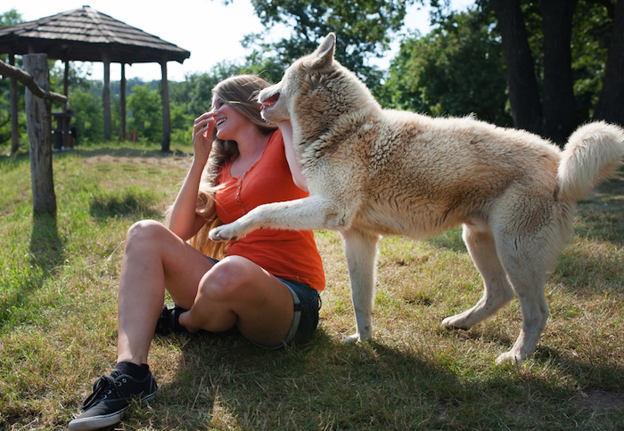 El perro es una especie totalmente social, coopera contigo, te analiza, ocupa tu conducta como referente, revela experto. Foto: Shutterstock.