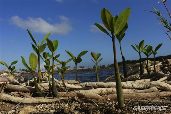 El manglar empieza a brotar nuevamente. Foto: Greenpeace.