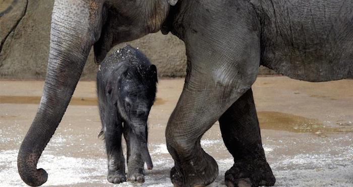 Bebé De Elefante En El Zoo De Hanover Alemania Foto Efe