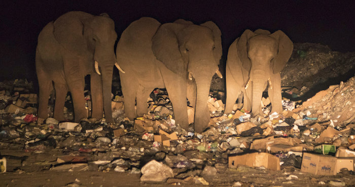 Manada De Elefantes Africanos Foto Efe