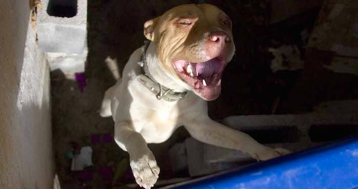 So Pretexto De Que Esta Raza De Perros Es Agresiva Dueños De Pitbulls Los Mandan Sacrificar Foto Alejandro Tomatsuprovincia