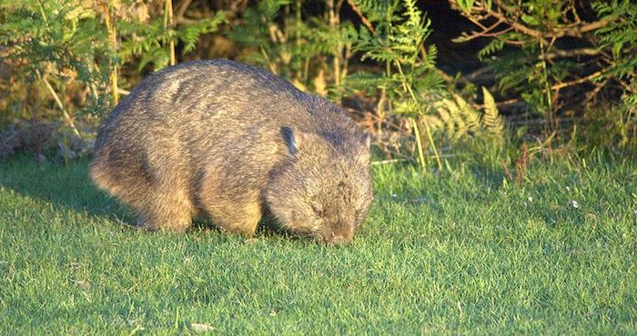 Wombat Foto Wiki Commons