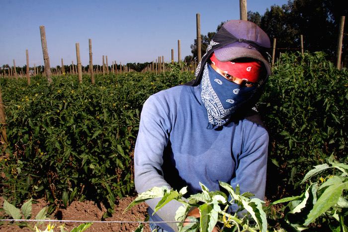 Los agricultores son los más expuestos a los químicos. Foto: Cuartoscuro