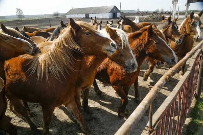 Caballos Esperando a Ser Alimentados En Una Granja En Vorotets En Una Tierra a Apenas Kilómetros Millas Al Norte De La Central Nuclear De Chernobyl En Ucrania Donde Se Produjo Una Explosión Y Un Incendio El De Abril De Foto Apsergei Grits