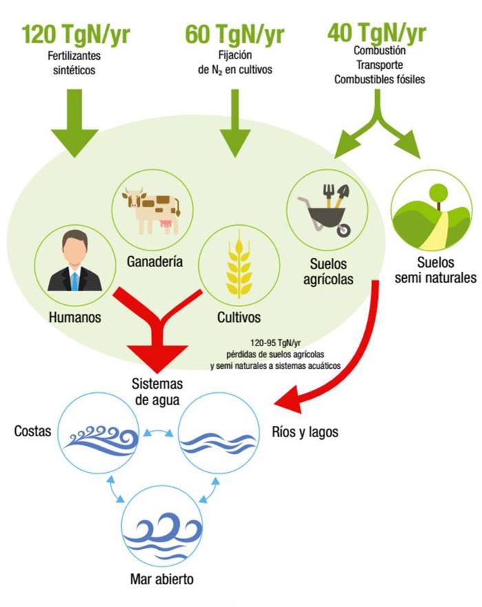 Gráfico Sobre El Ciclo Del Nitrógeno Greenpeace México