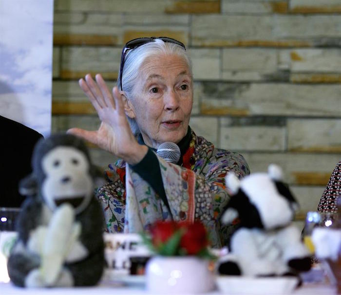 La primatóloga, etóloga, antropóloga y mensajera de la paz de la ONU, la inglesa Dame Jane Morris Goodall, busca alentar a los jóvenes a desarrollar soluciones a problemas ambientales. Foto: Efe.