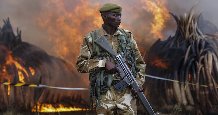 Un Responsable Del Servicio De Vida Salvaje kws Vigila La Quema De Once Pilas De Marfil En El Parque Nacional De Nairobi Kenia Realizada El Día De Hoy Foto Efe