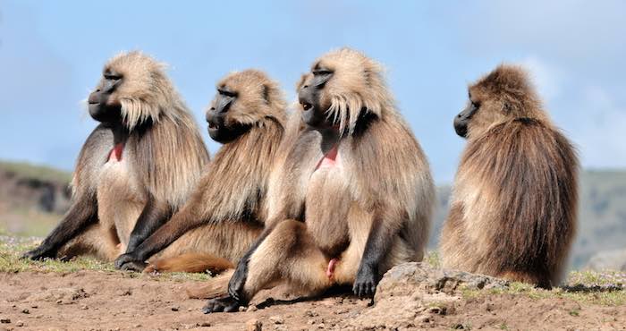 En La Imagen Un Grupo De Monos De La Especia Gelada Foto Shutterstock