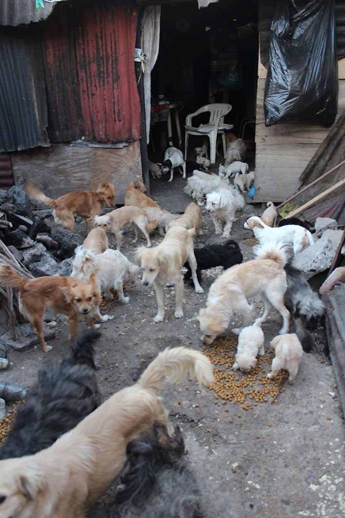 Activistas han emprendido una campaña para poder alimentar y cuidar la salud de los canes .Foto: Hermano Animal AC