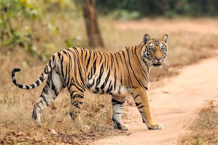 La India concentra la mayor población, con 2 mil 226 tigres en su territorio. Foto: EFE