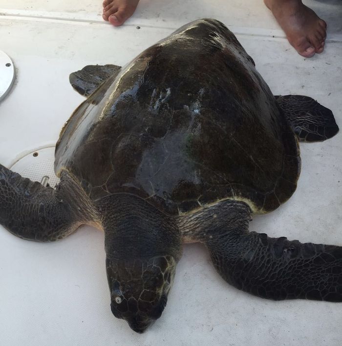 Ejemplar De Tortuga Hallado En Las Costas De Jalisco Foto Profepa