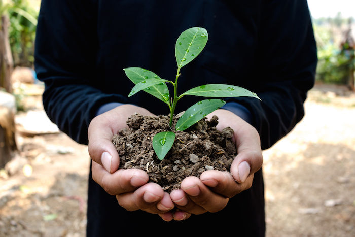 edia hectárea de árboles maduros absorbe la misma cantidad de CO2 producido por la conducción promedio de un automóvil. Foto: Shutterstock.