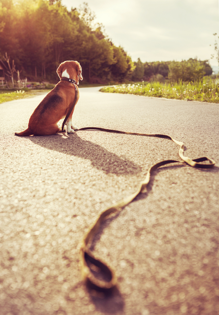 no Tienes Tiempo De Atender a Tu Perro Mexicanos Crean Una App Que Puede Interesarte Foto Shutterstock