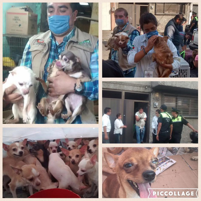 Perros Chihuahueños Fueron Rescatados De Criadero Clandestino En El Edomex Foto Facebook