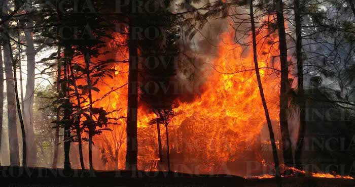 Se Incendian Más De Hectáreas De Bosque En Uruapan Foto Provincia