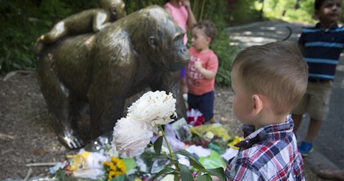 Un Niño Lleva Flores a l Fallecido Gorila Foto Ap