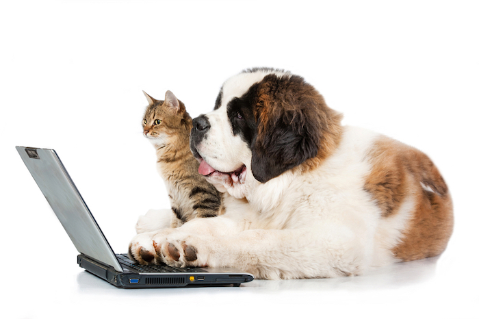 Petmatch La Red Social Que Busca Promover La Adopción Y El Cuidado De Los Animales Foto Shutterstock