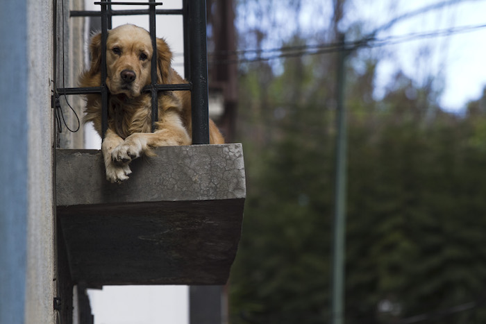 La Red Social Ofrece Recomendaciones Para Hospedar a Tu Mascota Foto Cuartoscuro