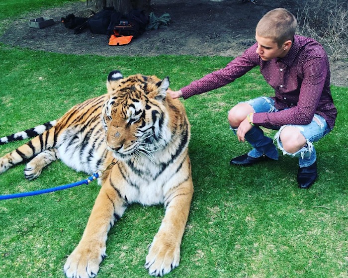 Fotografía donde aparece Justin Bieber posando con un tigre de Bengala. Foto: Especial 