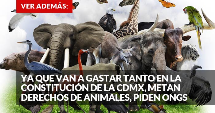 Promo ddanimales