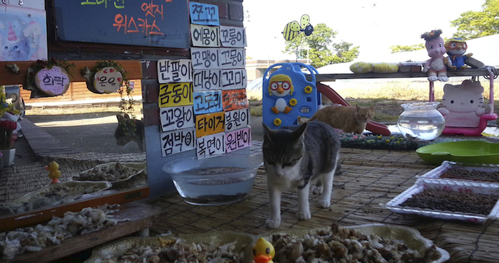 Gatos Callejeros Se Aproximan a La Comida Preparada Por Koo Eun je Responsable De Un Restaurante Para Gatos Que Emite Por Internet En Jeollanamdo Foto Ap