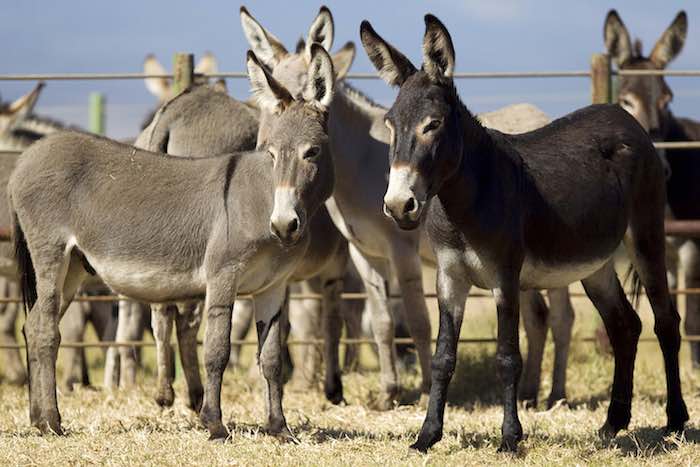 La mayor parte de los 500 burros abandonados en Hawaii ya fueron dados en adopción. Foto: AP