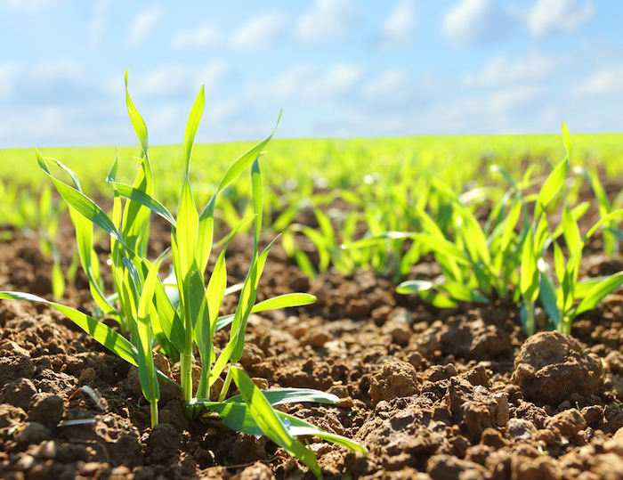 la Neochloris oleabundans ha demostrado tener potencial como puentes de lípidos para la producción de biodisel. Foto: Shutterstock.