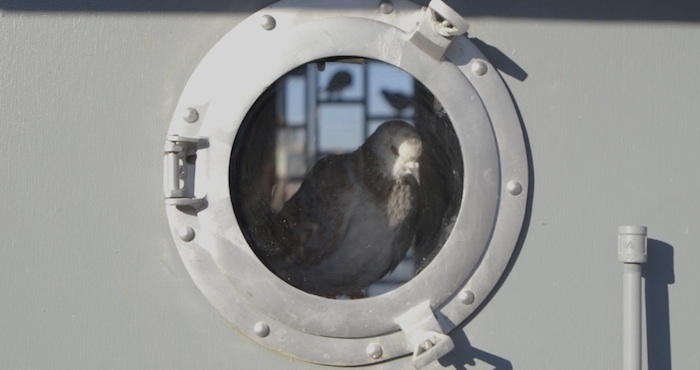 Quiere Hacerlo Con Mil Palomas Que Sobrevuelen Cielo Nocturno Sobre El East River De Nueva York Y Que Después Vuelvan a Su Palomar En Una Acción Bautizada Como Fly by Night Foto Especial