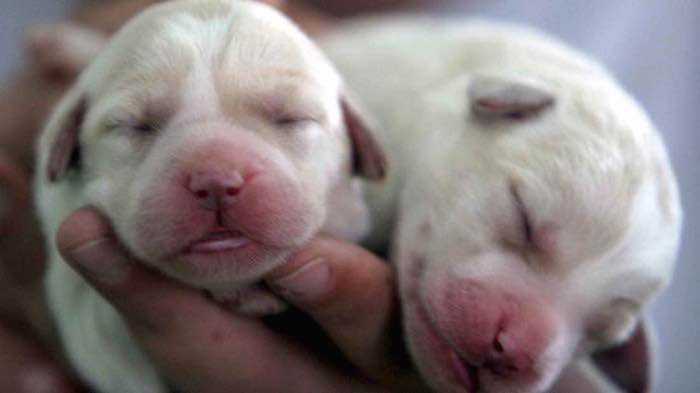 La Nueva Normativa En Luxemburgo Es Hasta El Momento Lo Más Progresista En Materia De Protección Animal Señalan Defensores Foto Pavel Wolberg