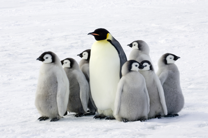 Mamá pingüino camina unos 80 kilómetros hacia el mar para conseguir un pescado y alimentar a su cría. Foto: Shutterstock.