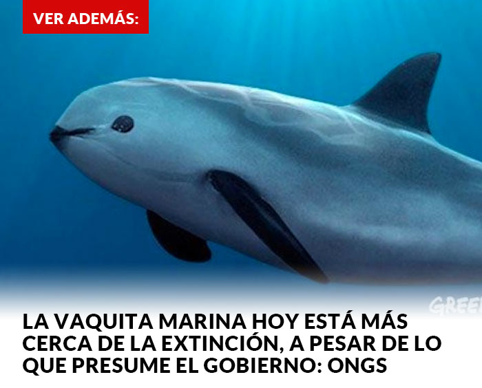 Promo vaquita