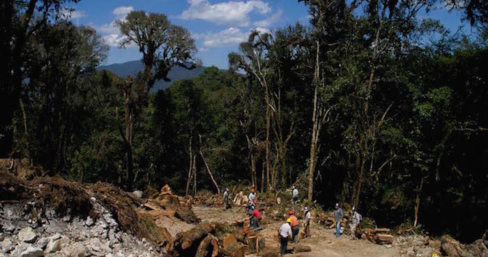 Idelfonso Zamora Lleva Años De Su Vida Dedicado a La Protección De Bosques Foto Cuartoscuro