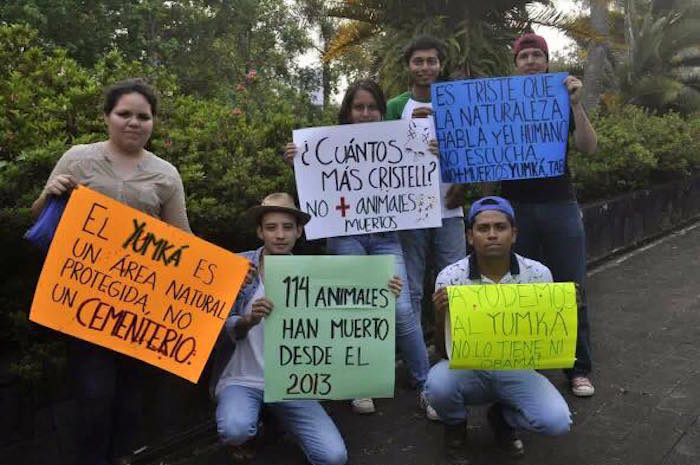 Activistas Piden Que La Tigresa Sea Trasladada a Un Santuario Foto Facebook