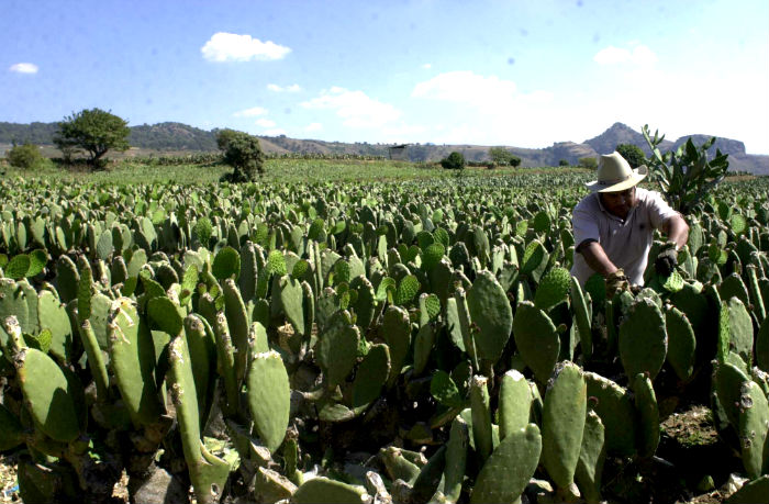 La Sagarpa Informa Que La Siembra De Nopal Es Veces Más Rentable Que La De Maíz Y Frijol Foto Cuartoscuro