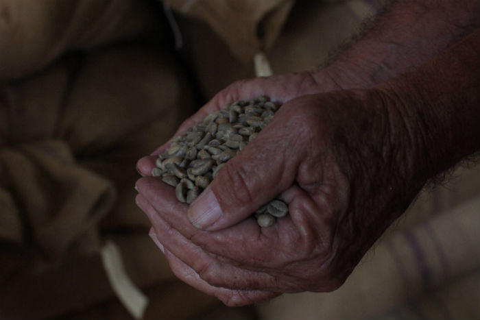 Productores de café en Guerrero temen que su medio de subsistencia esté en peligro. Foto: Cuartoscuro