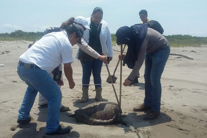 En Mazatlán activaron protocolo ambiental por mortandad de tortugas marinas. Foto: Noroeste