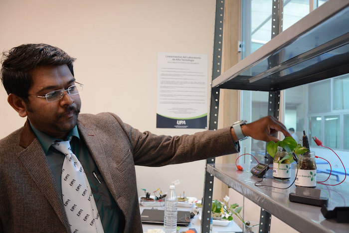 Kamaraj Sathish Kumar, profesor investigador de la UPA, trabaja en un proyecto que tiene por objetivo aprovechar la energía que producen las plantas durante su crecimiento, estudio que inició hace un año y lleva por nombre Celda de combustible microbiana basada en plantas. Foto: Agencia Conacyt.