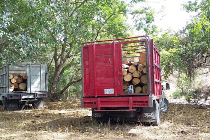 Los muertos fueron hallados a lado de las camionetas que transportaban madera. Foto: Noroeste