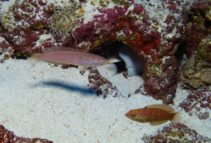 El equipo recolectó los primeros ejemplares macho del nuevo "pigfish" hawaiiano a más de 90 metros. Foto: AP