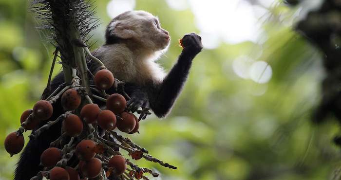 Para Su Estudio Los Investigadores Observaron a Animales De Entre Y Años En Un Parque De Primates Francés Y Realizaron Varias Pruebas De Comportamiento Foto Efe