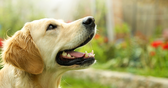 Mexicanos Crean Software Que Clasifica Y Evalúa Los Ladridos De Las Mascotas Foto Shutterstock