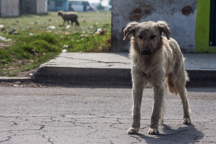 En marzo pasado, promotores de los derechos animales exigieron que en el peor de los casos (rabia u otras epidemias) se aplique sobre los perros métodos menos crueles de sacrificio. Foto: Cuartoscuro/Archivo