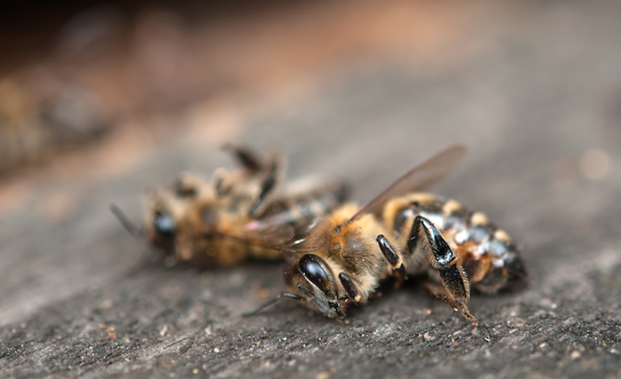 Las Millones De Abejas Muertas Podían Verse a Través De Contenedores De Plástico Foto Shuttertock Archivo