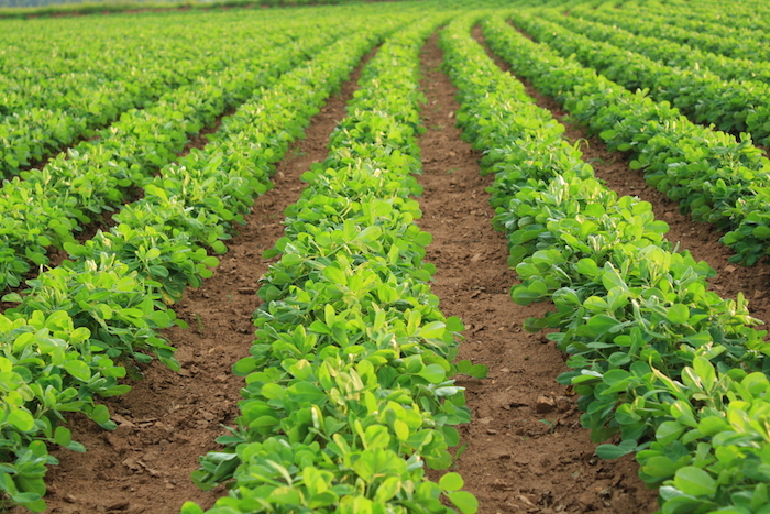 Las organizaciones denunciaron para que la Profepa evite la liberación de soya transgénica. Foto: Shutterstock.