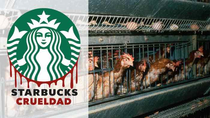 La petición a través de Change.org exige que Starbucks deje de usar huevos provenientes de granjas que maltratan animales. Foto: Change.org