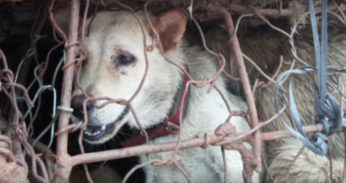 Imagen De El Video De Youtube detengan El Festival De La Carne De Perro De Yulin Foto Captura De Pantalla