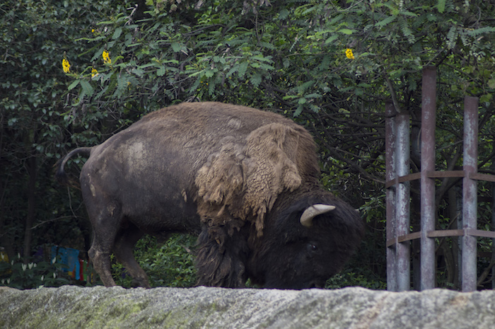 El De Julio Murió Una Hembra De Bisonte Americano En Las Inmediaciones Del Zoológico De Chapultepec En La Imagen Se Observa Uno De Los Ejemplares De Esta Especie Que Se Mantiene En Exhibición En El Recinto Foto Cuartoscuro